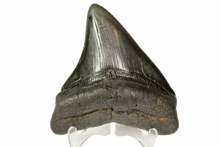 Fossil Megalodon Tooth - Georgia #76491